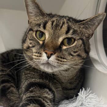 Flitz -  Domestic Short Hair Cat for Adoption in Dearborn, Michigan - Flitz | PetCurious