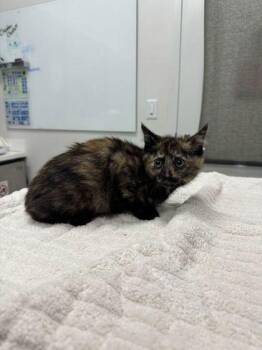 Domestic Short Hair Cats Available for Adoption in Kansas City, Missouri - Bubblegum Lollipop | PetCurious