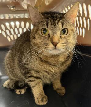 Domestic Short Hair Cats Available for Adoption in Bryan, Ohio - Gala | PetCurious