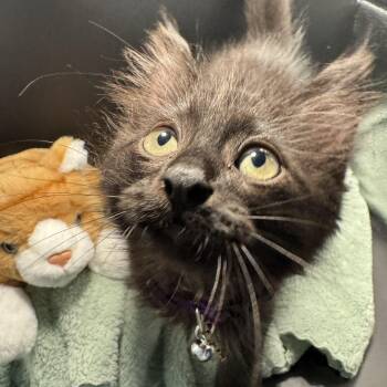 BooBoo -  Domestic Long Hair and Maine Coon Cat for Adoption in Houston, Texas - BooBoo | PetCurious