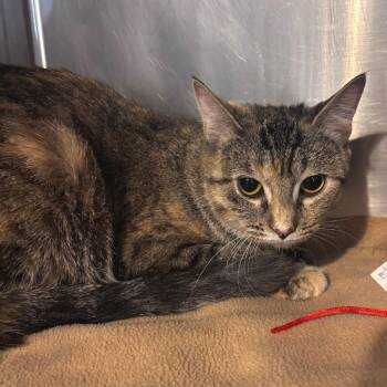 Sparkler mom -  Domestic Short Hair Cat for Adoption in Belleville, Illinois - Sparkler Mom | PetCurious