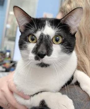 Domestic Short Hair Cats Available for Adoption in Canfield, Ohio - MARSHMALLOW | PetCurious