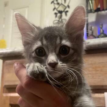 Foal 54651 -  Domestic Medium Hair Cat for Adoption in Las Vegas, Nevada - Foal 54651 | PetCurious