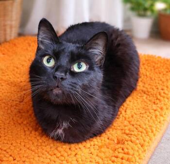 Domestic Short Hair Cats Available for Adoption - Birdo | PetCurious