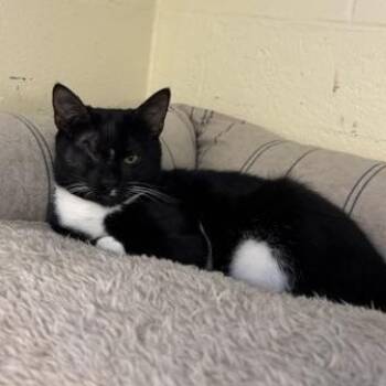 Bagel & Lox -  Domestic Short Hair Cat for Adoption in Braintree, Massachusetts - Bagel & Lox | PetCurious