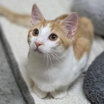 Paprika -  Domestic Short Hair Cat for Adoption in Los Angeles, California - Paprika | PetCurious