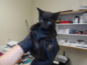 TUCO -  Domestic Short Hair Cat for Adoption in Santa Rosa, California - TUCO | PetCurious