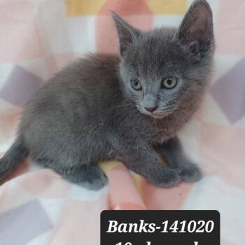 Banks -  Domestic Short Hair Cat for Adoption in New Tazewell, Tennessee - Banks | PetCurious