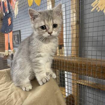 Sky -  Persian and Domestic Medium Hair Cat for Adoption in Wappingers Falls, New York - Sky | PetCurious