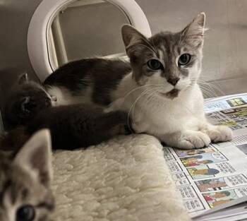 Domestic Medium Hair Cats Available for Adoption - Brittany | PetCurious