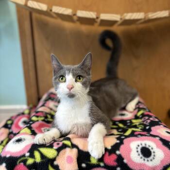 Caledonia -  Domestic Short Hair Cat for Adoption in Fargo, North Dakota - Caledonia | PetCurious