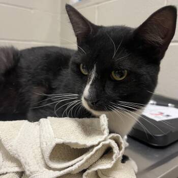 Monkey Bars -  Domestic Short Hair Cat for Adoption in Bristol, Indiana - Monkey Bars | PetCurious