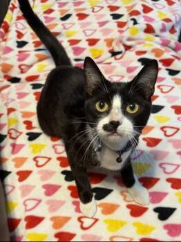 Domestic Short Hair Cats Available for Adoption - Patch | PetCurious