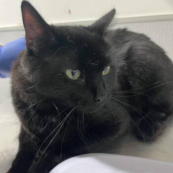 Nikki -  Domestic Short Hair Cat for Adoption in Tampa, Florida - Nikki | PetCurious