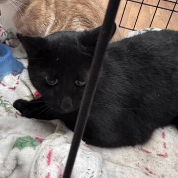Salem -  Domestic Short Hair Cat for Adoption in Goleta, California - Salem | PetCurious