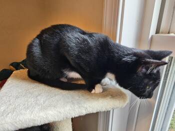 Rescue Tuxedo Cats for Adoption in Richmond, Virginia - Thor | PetCurious