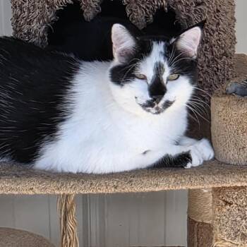 Domestic Short Hair Cats Available for Adoption in Thayne, Wyoming - Charlie | PetCurious