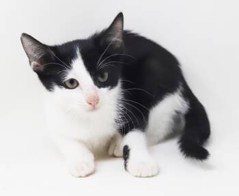 Wordle is simply wonderful - Gorgeous ANGEL TINY sweetheart -  Tuxedo and Turkish Van Cat for Adoption in Bedford Hills, New York - Wordle Is Simply Wonderful - Gorgeous ANGEL TINY Sweetheart | PetCurious