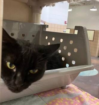 ALEXA -  Domestic Short Hair Cat for Adoption in Springfield, Massachusetts - ALEXA | PetCurious