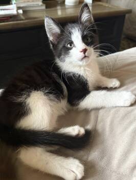 Domestic Short Hair Cats Available for Adoption in Morgantown, West Virginia - Wyatt Earp | PetCurious