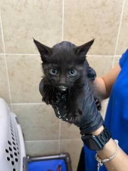 Oscar -  Domestic Short Hair Cat for Adoption in Hobbs, New Mexico - Oscar | PetCurious