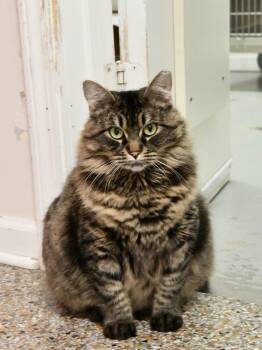 Peppermint -  American Bobtail Cat for Adoption in Fairhope, Alabama - Peppermint | PetCurious