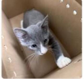 Chaos -  Domestic Short Hair Cat for Adoption - Chaos | PetCurious