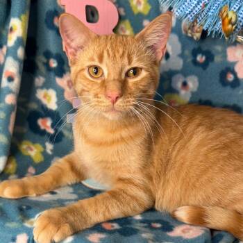 American Shorthair and Domestic Short Hair Cats Available for Adoption - Pumbaa | PetCurious