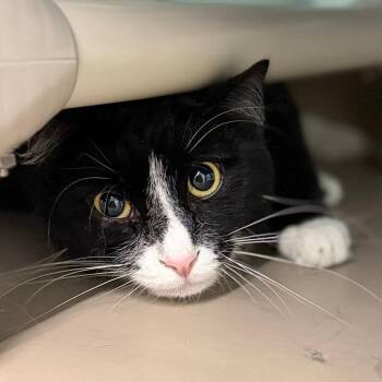 Brooklyn -  Domestic Short Hair Cat for Adoption in Pittsford, Vermont - Brooklyn | PetCurious