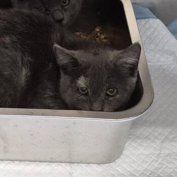 Nakita -  American Shorthair Cat for Adoption in Spokane, Washington - Nakita | PetCurious