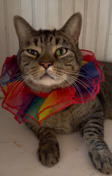 Archie Bunker -  Domestic Short Hair Cat for Adoption in Totowa, New Jersey - Archie Bunker | PetCurious