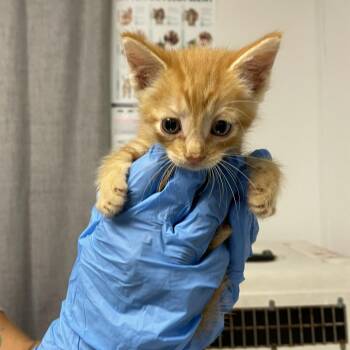 Kramer -  Domestic Short Hair Cat for Adoption in Hattiesburg, Mississippi - Kramer | PetCurious