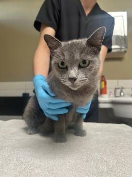 Domestic Short Hair Cats Available for Adoption - STARBUCK | PetCurious