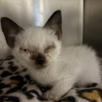 A614342 -  Siamese Cat for Adoption in Modesto, California - A614342 | PetCurious