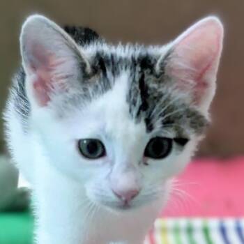 Junior 2 -  Domestic Short Hair Cat for Adoption in Cumming, Georgia - Junior 2 | PetCurious