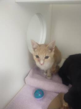 Domestic Short Hair Cats Available for Adoption in Oxford, North Carolina - Billy | PetCurious