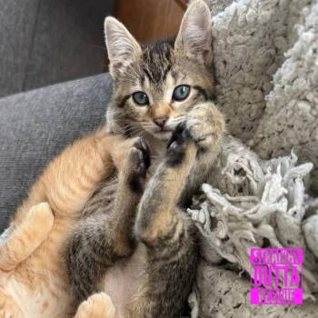 Cyndi Clawper -  Domestic Short Hair Cat for Adoption in Vancouver, British Columbia - Cyndi Clawper | PetCurious