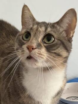 W2 CAPRI -  Domestic Short Hair and Calico Cat for Adoption in Southbury, Connecticut - W2 CAPRI | PetCurious