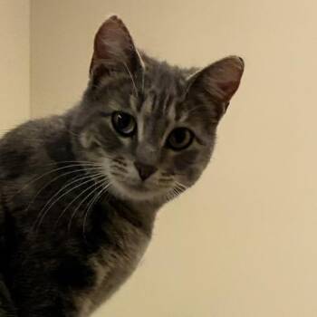 Angel @PAWZ pet cafe -  Domestic Short Hair Cat for Adoption in Carmel, Indiana - Angel @PAWZ Pet Cafe | PetCurious