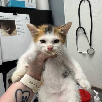 Domestic Short Hair Cats Available for Adoption in Birmingham, Alabama - Monica | PetCurious