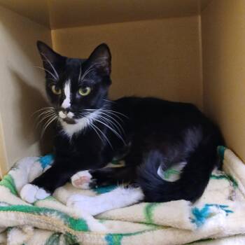 Missou -  Domestic Short Hair Cat for Adoption in Worcester, Massachusetts - Missou | PetCurious