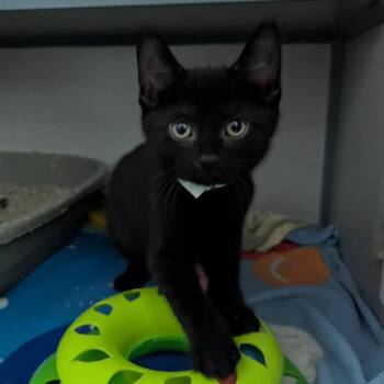 Benedict -  Domestic Short Hair Cat for Adoption in Evansville, Indiana - Benedict | PetCurious