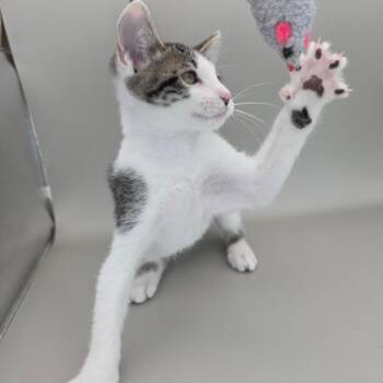 Molly -  Domestic Short Hair Cat for Adoption in Williston, Florida - Molly | PetCurious