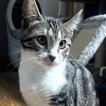 Rescue Domestic Short Hair Cats for Adoption in Wind Gap, Pennsylvania - Ember | PetCurious