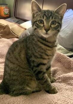 Rescue Tabby Cats for Adoption in Springfield, Oregon - Storm | PetCurious