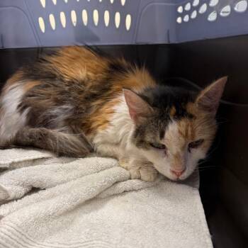 Benny -  Domestic Long Hair Cat for Adoption in Lake Panasoffkee, Florida - Benny | PetCurious