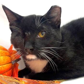 Rescue Domestic Short Hair Cats for Adoption in Harrisonburg, Virginia - Wesley | PetCurious
