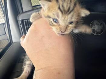 Domestic Short Hair Cats Available for Adoption in Dallas, Texas - GINGER | PetCurious