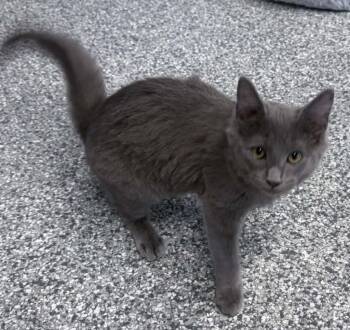 Linda -  Russian Blue Cat for Adoption in Waverly, Tennessee - Linda | PetCurious