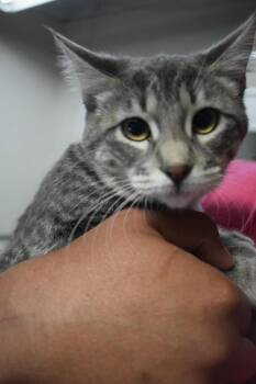 Roxy -  Domestic Short Hair Cat for Adoption in Pahrump, Nevada - Roxy | PetCurious